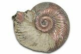 Iridescent, Pyritized Ammonite (Quenstedticeras) Fossil - Russia #336206-1
